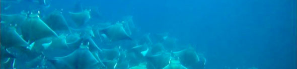 El Nivel de los océanos se eleva con mayor rapidez de lo previsto