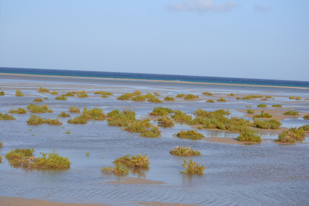 Fuerteventura conciencia a los escolares sobre la protección de los humedales.