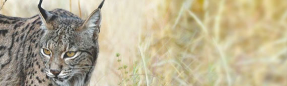 MAGRAMA apuesta por una decidida custodia del territorio para preservar al lince y al águila imperial.