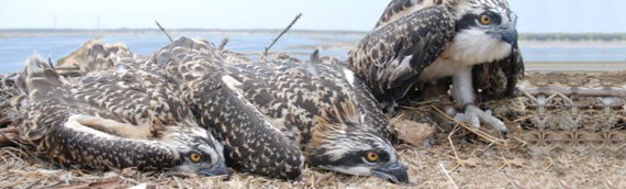 El águila pescadora se consolida como emblema de la Reserva de Marismas del Odiel.
