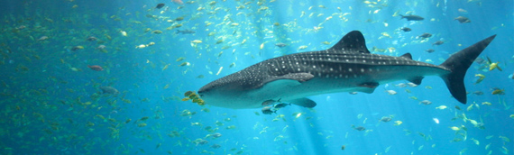 El cambio climático altera la biodiversidad marina en Canarias y Baleares